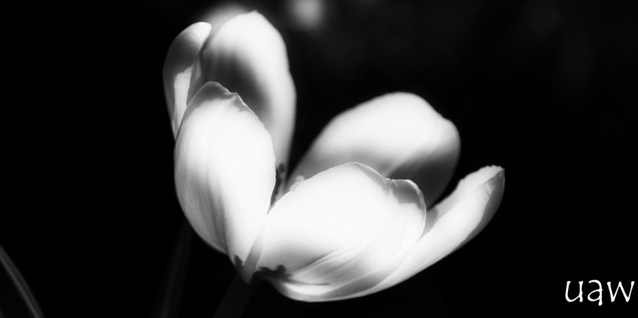 tulip black and white