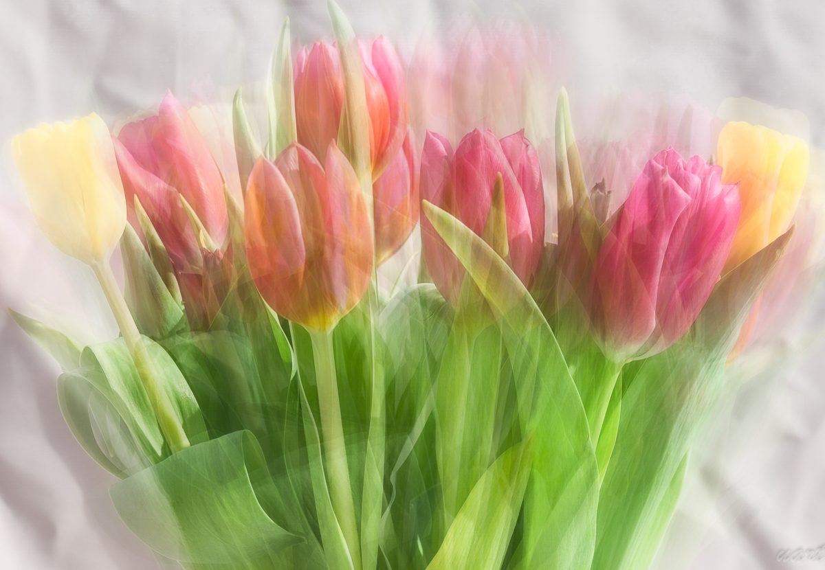 Tulips blend of 15 pictures