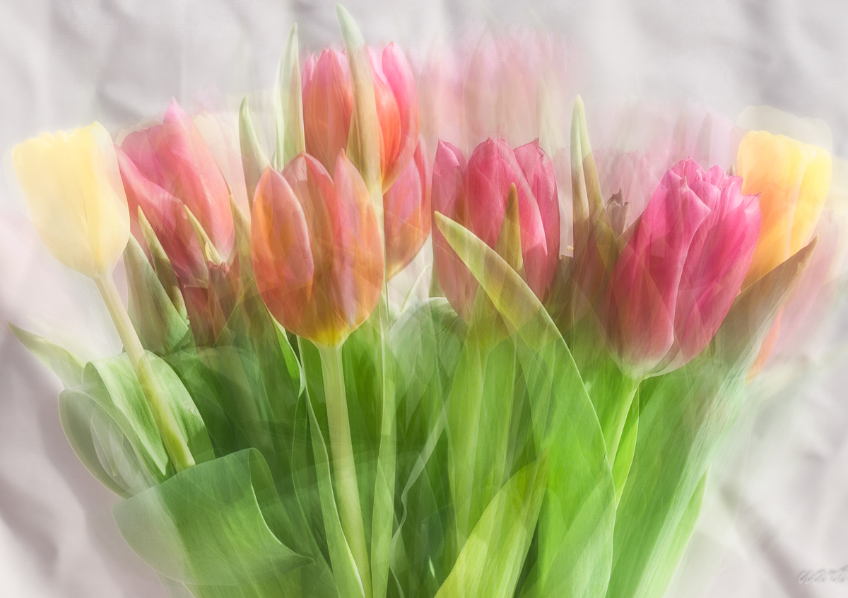 Tulips blend of 15 pictures